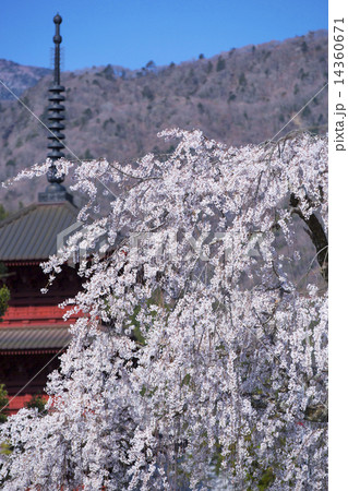 身延山　久遠寺の枝垂桜 14360671