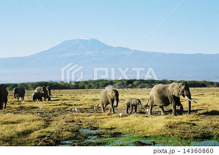 アフリカの大自然 14360860