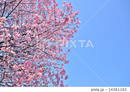 上野恩賜公園の牡丹桜 14361103