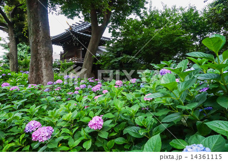 紫陽花のある境内5 14361115