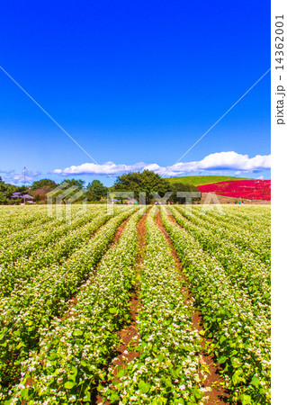 そば畑と青い空 14362001