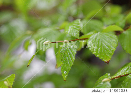 ヒュウガミズキの新芽と雨雫 14362083