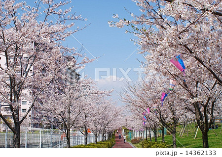 小松川千本桜 14362133