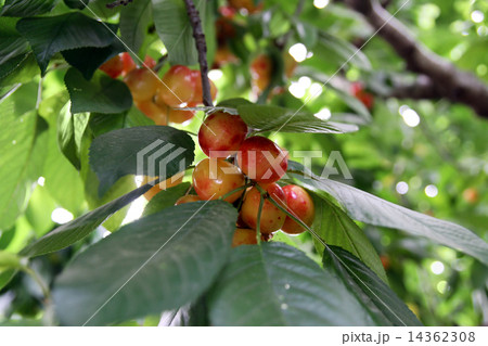 Ripe sweet  cherries on the tree 14362308