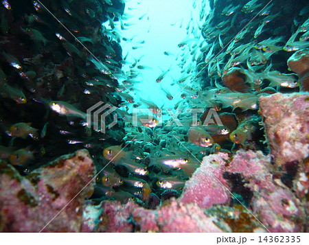 ブツブツサンゴに群れるスケルトンな小魚たち ブツブツサンゴに群れるスケルトンな小魚たち 14362335