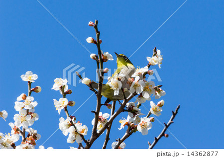 梅の花とメジロ 14362877