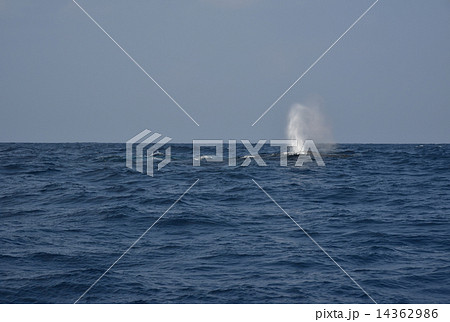 クジラの潮吹き 14362986