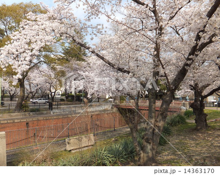 毛馬第一閘門と桜 14363170