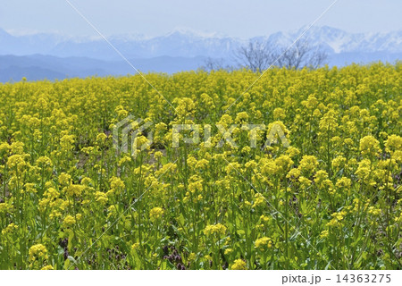 菜の花と北アルプス 14363275