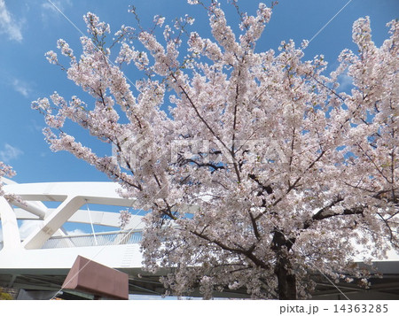 飛翔橋と桜 飛翔橋と桜 14363285
