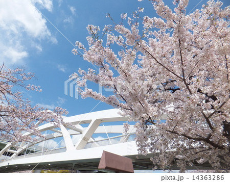 飛翔橋と桜 14363286