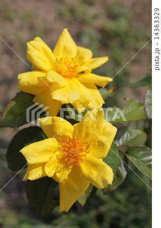 天津乙女・バラの花 天津乙女・バラの花 14363329