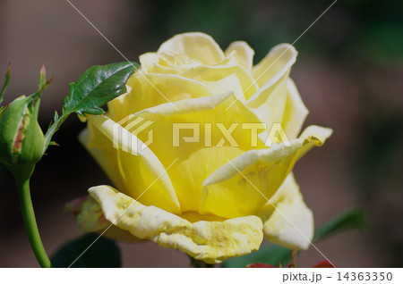 春薔薇 春薔薇 14363350
