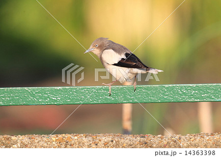 カラムクドリの雄 14363398