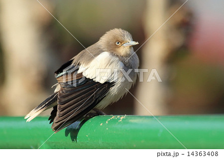 カラムクドリの雄 14363408