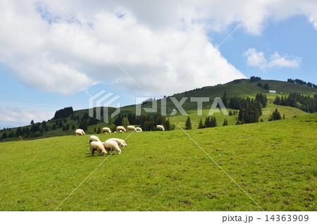sheep on Appenzell Switzerland 14363909