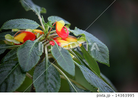 ツリフネソウ 14363995