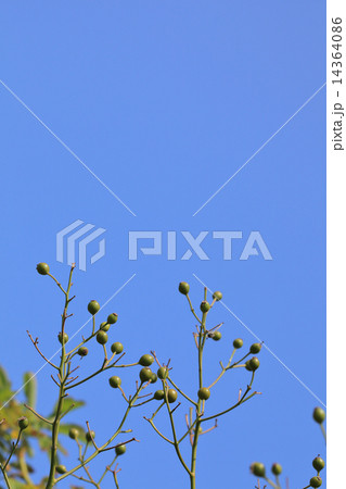 ノイバラの青い実と青空 14364086