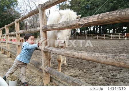お馬さんにエサをあげる子供 お馬さんにエサをあげる子供 14364330