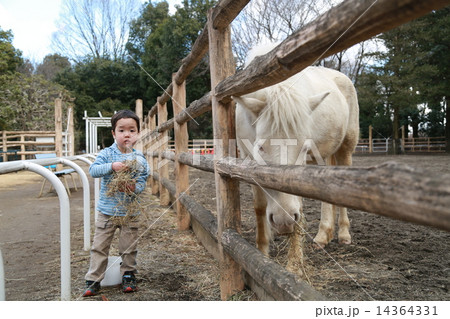 馬にエサをあげる子供 馬にエサをあげる子供 14364331