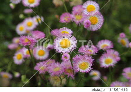はるじおんの開花 はるじおんの開花 14364416