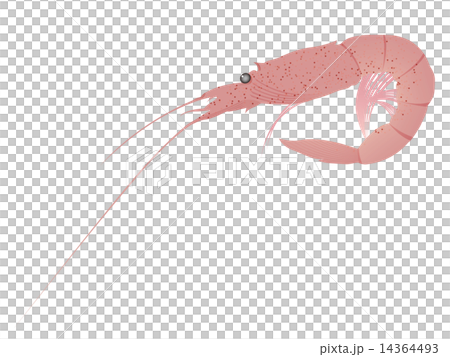 桜海老 桜海老 14364493