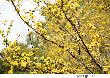 満開のサンシュユの花 満開のサンシュユの花 14365256