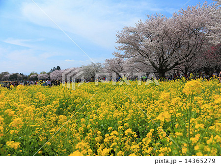 昭和記念公園の桜 昭和記念公園の桜 14365279
