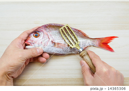 鯛をさばく 鯛をさばく 14365306