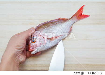 鯛をさばく 鯛をさばく 14365307