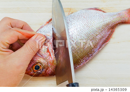 鯛をさばく 14365309