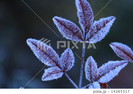 ナンテンの葉に降霜 14365317