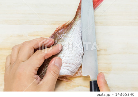 鯛をさばく 鯛をさばく 14365340