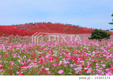 国営ひたち海浜公園のコキアとコスモス 14365374