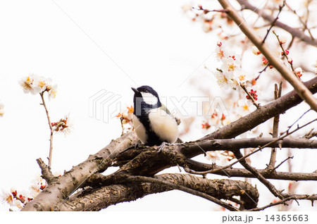 梅とシジュウカラ 梅とシジュウカラ 14365663