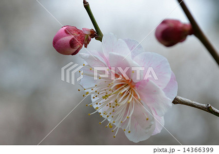 梅、植物、花 14366399
