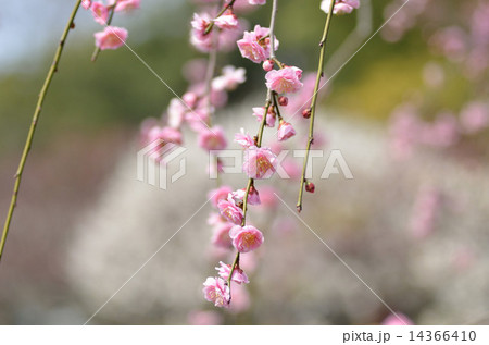 梅、植物、花 14366410