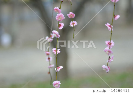 梅、植物、花 14366412