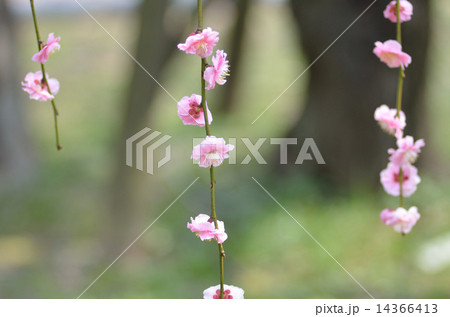 梅、植物、花 14366413
