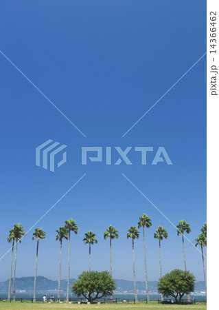 パームツリーと湘南の海 14366462