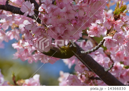 桜の蜜を吸いに来たメジロ（望遠） 14366830