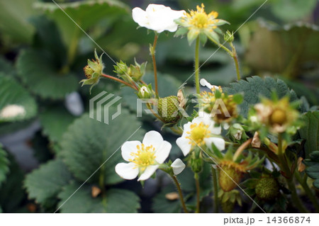 いちごの花 14366874