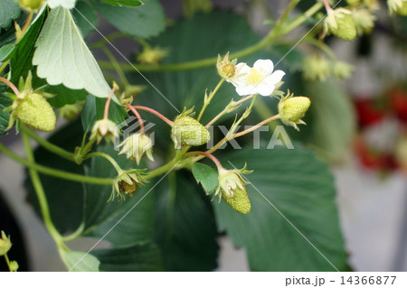 いちごの花といちご 14366877