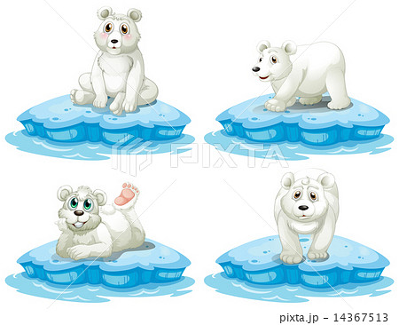 Polar bear 14367513