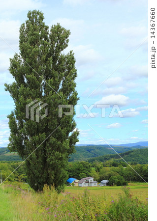 ケンとメリーの木 14367660