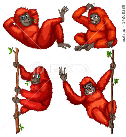 Orangutan 14368389