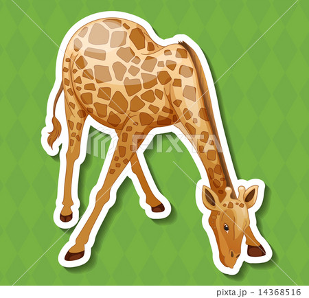 Giraffe 14368516