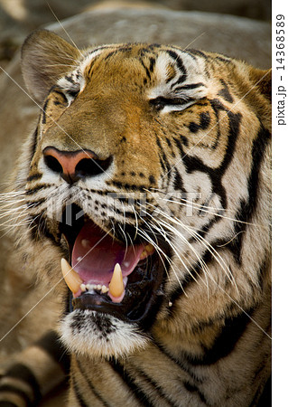 Tiger Tiger 14368589