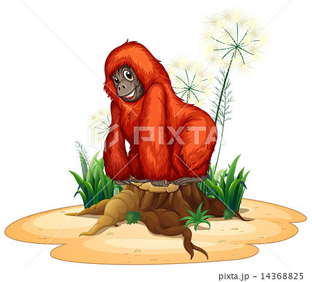 Orangutan Orangutan 14368825