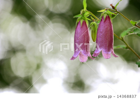ホタルブクロの紫色の花 14368837